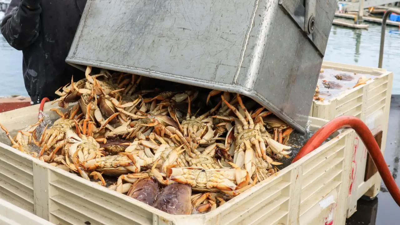 Bay Area Dungeness Crab Season Delayed Again as Weather and Pricing Dispute Stall Boats